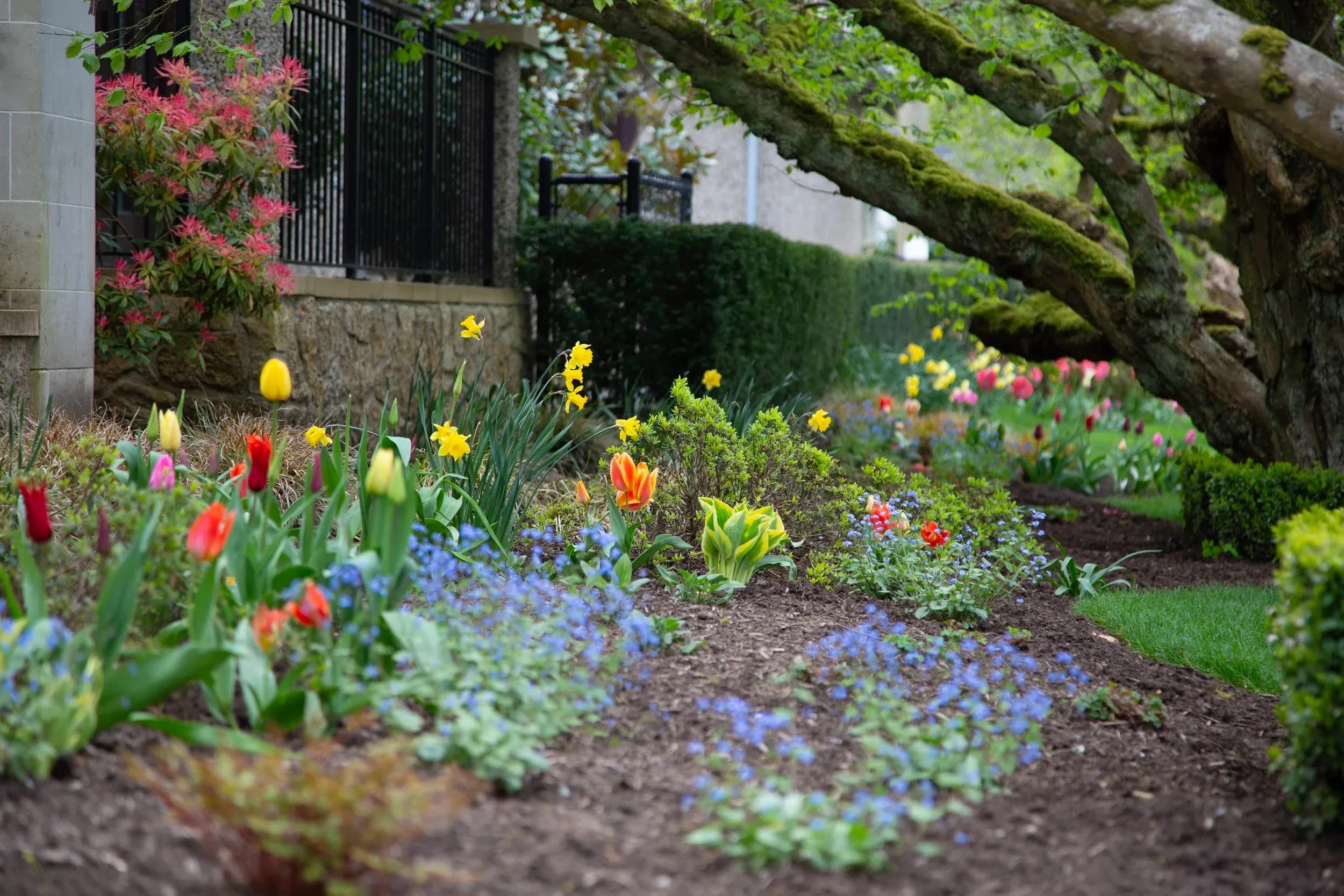 Spring garden with tulips